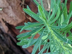 Linaria vulgaris
