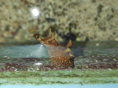Aplysia ghanimii