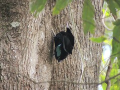 Ptiloris paradiseus