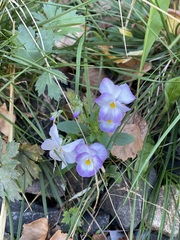 Viola tricolor