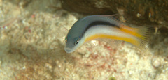 Pseudochromis ammeri