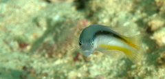 Pseudochromis ammeri