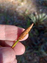 Xyris caroliniana