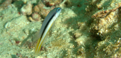 Pseudochromis ammeri