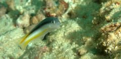 Pseudochromis ammeri