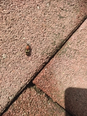 Trogaspidiini