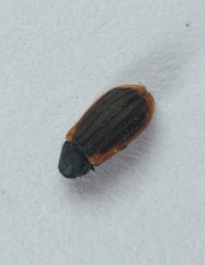 Melyris rufomarginata