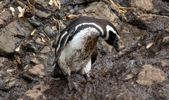 Spheniscus magellanicus