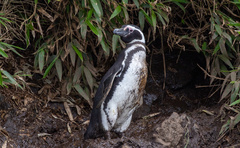 Spheniscus magellanicus