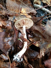 Cortinarius ochroglutinosus