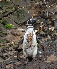 Spheniscus magellanicus