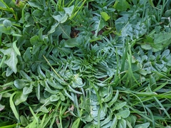 Capsella bursa-pastoris