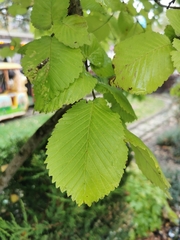 Ulmus