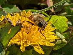 Eristalis tenax