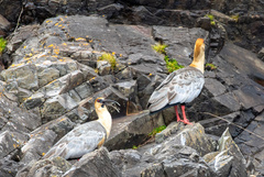 Theristicus melanopis