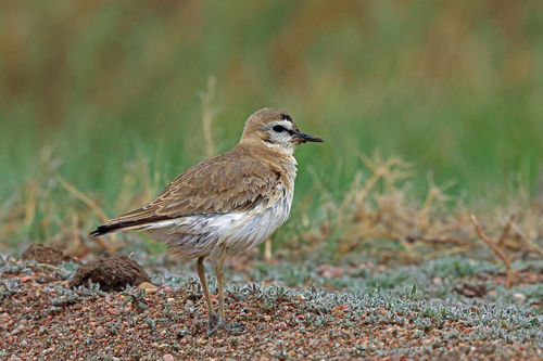 Anarhynchus montanus