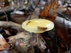Cortinarius ochroglutinosus