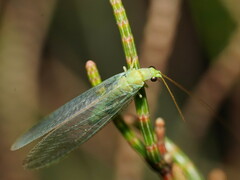 Mallada signatus