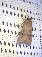 Agrotis