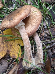 Armillaria ostoyae