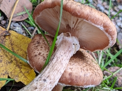 Armillaria ostoyae