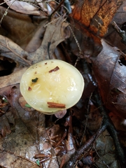 Cortinarius ochroglutinosus
