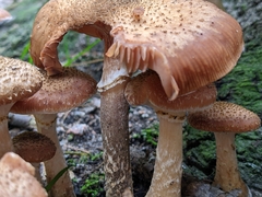 Armillaria ostoyae