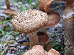 Armillaria ostoyae