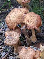 Armillaria ostoyae