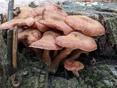 Armillaria ostoyae