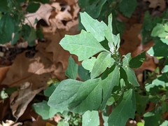 Chenopodium