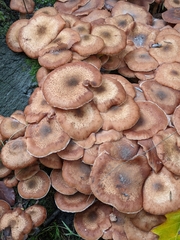 Armillaria ostoyae