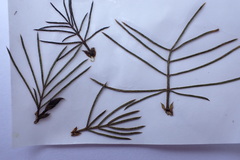 Psoralea floccosa