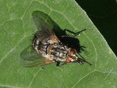Linnaemya