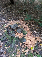Armillaria ostoyae