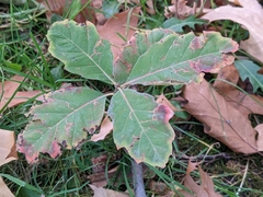 Quercus rubra