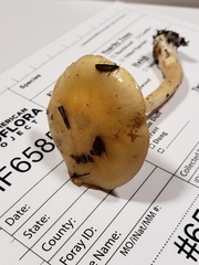 Cortinarius ochroglutinosus