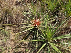 Bromelia balansae