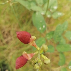 Macroptilium lathyroides