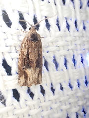 Thrincophora