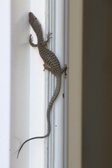 Varanus scalaris