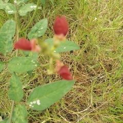 Macroptilium lathyroides