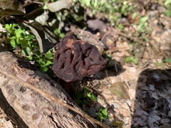 Gyromitra antarctica