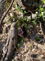 Gyromitra antarctica