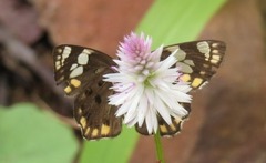 Coladenia indrani