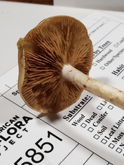 Cortinarius ochroglutinosus