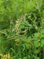 Persicaria mitis