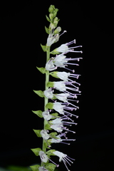 Collinsonia macrobracteata