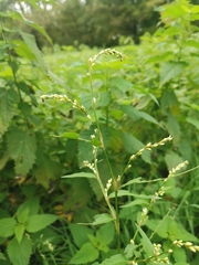 Persicaria mitis