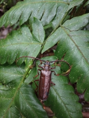 Derobrachus longicornis